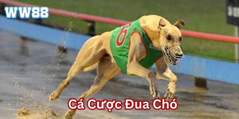 Cá Cược Đua Chó là gì ?